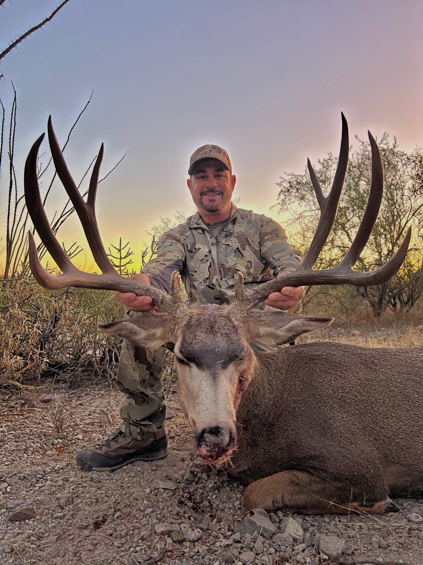 Mule Deer