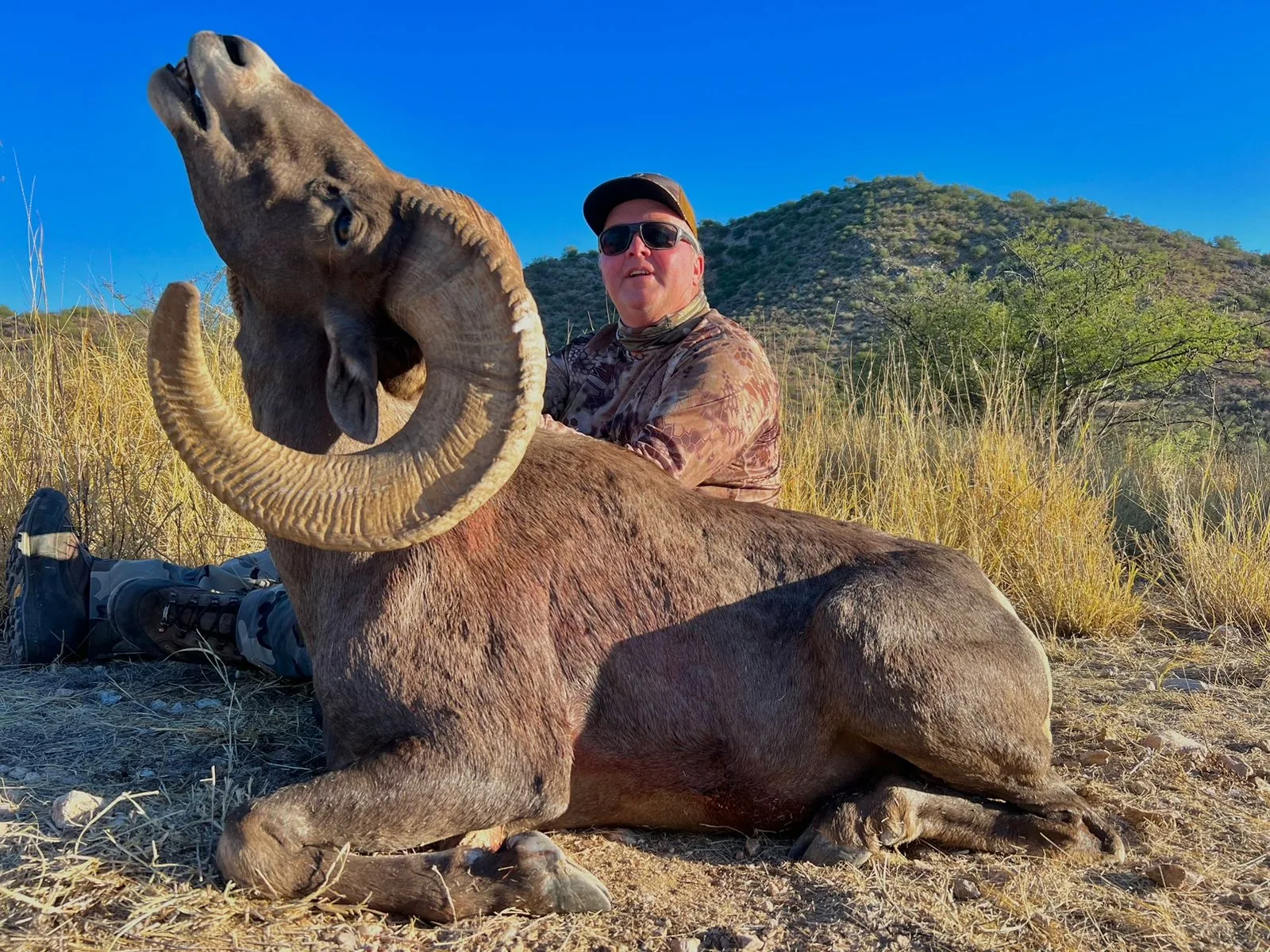 Desert Bighorn Sheep