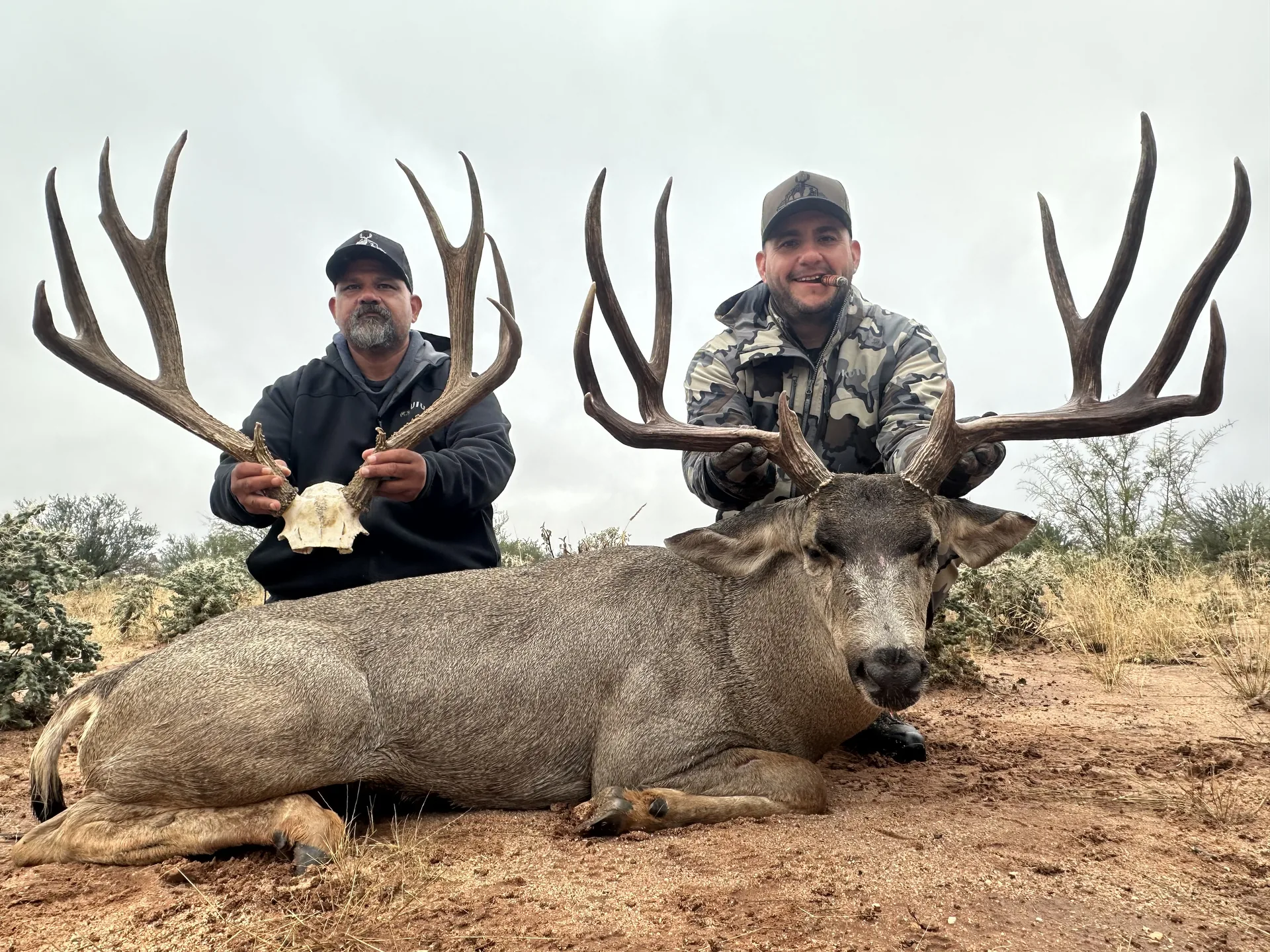 Mule Deer